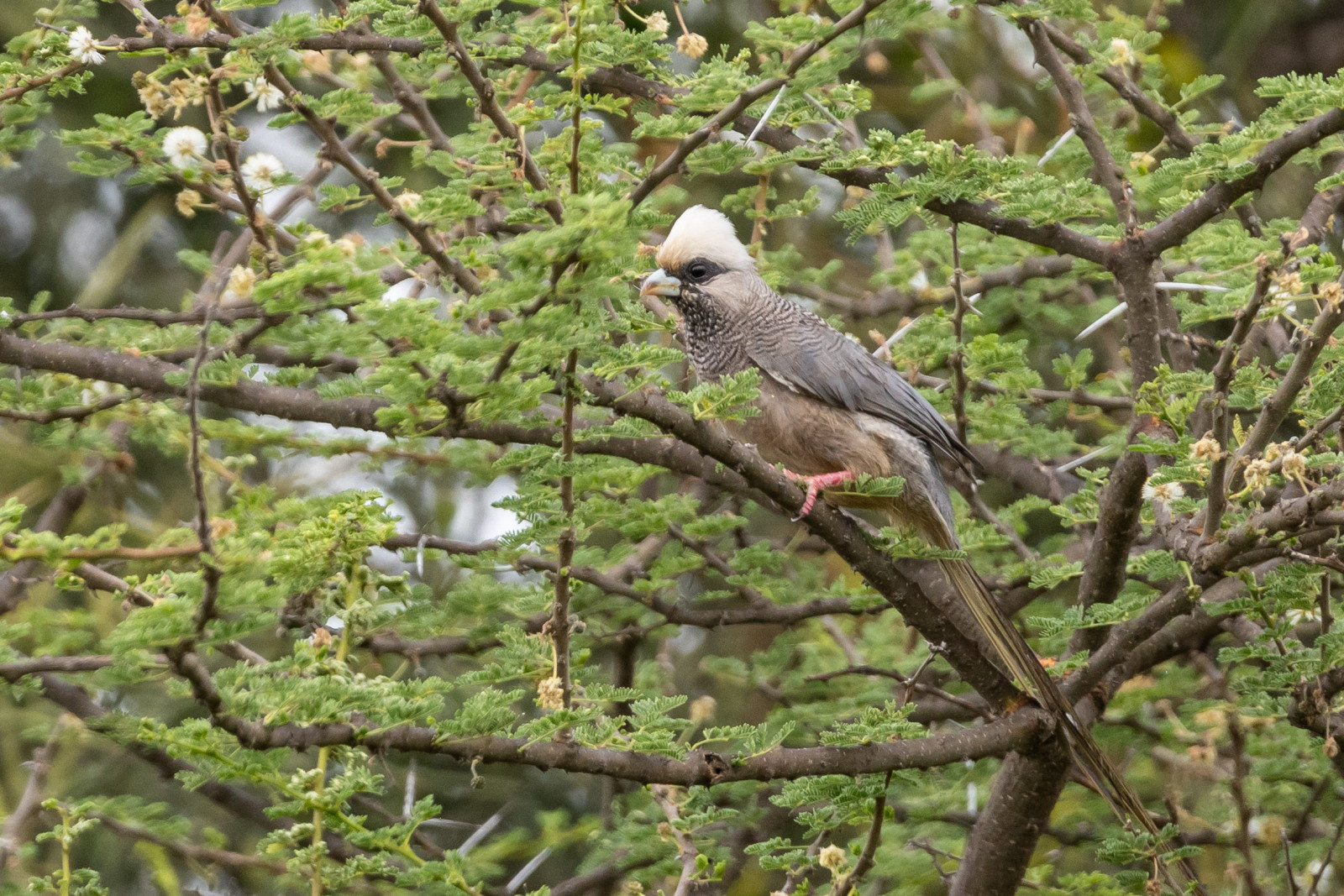 image White-headed Mousebird